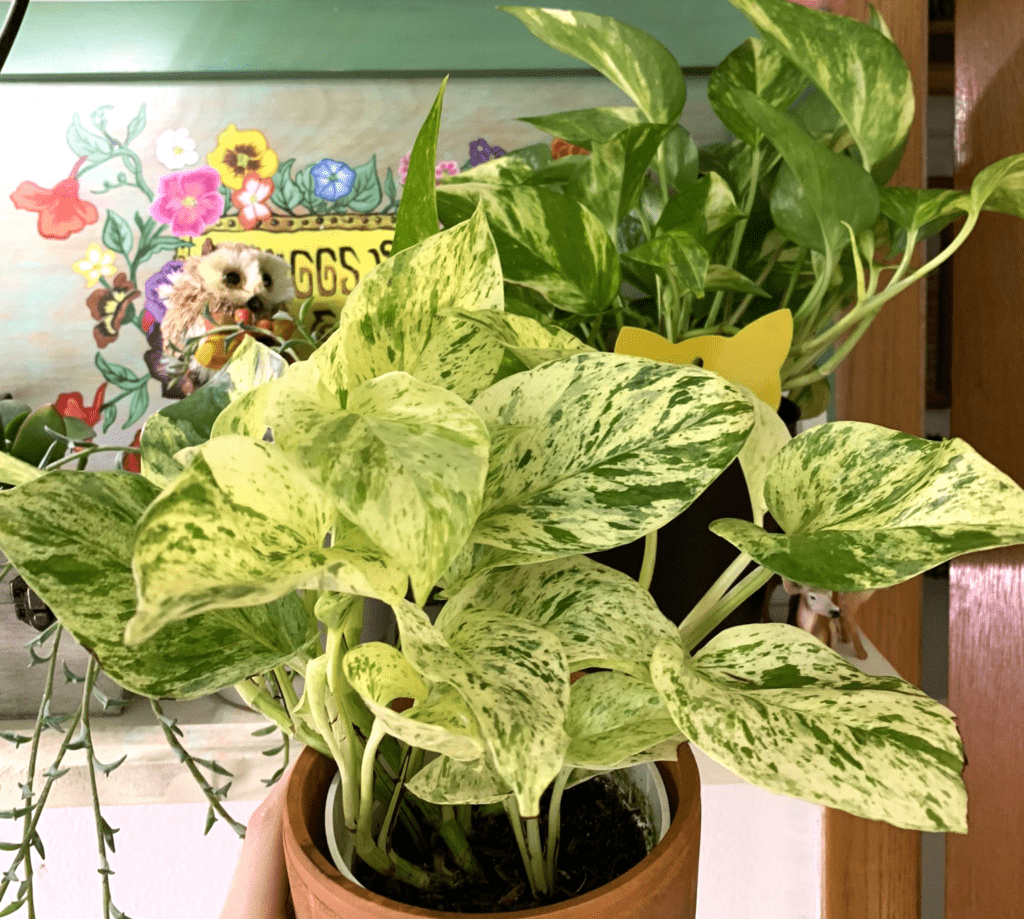 Snow Queen Pothos Care [A Complete Guide ] - Plants Craze