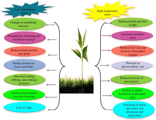 Temperature stress in Plant