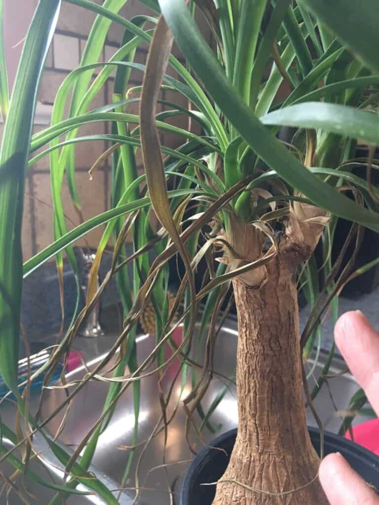 How to Prune a Ponytail Palm? - Plants Craze