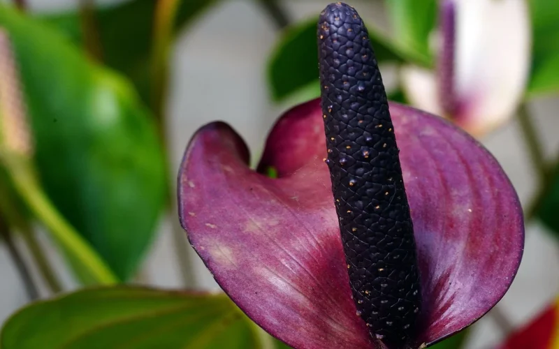 Beautiful flower and leaves of Purple Anthurium