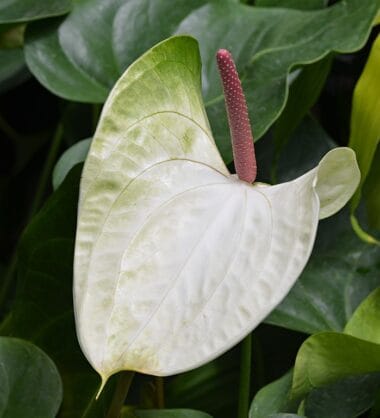 Anthurium Polyschistum [9+ Great Care Hacks With FAQs]