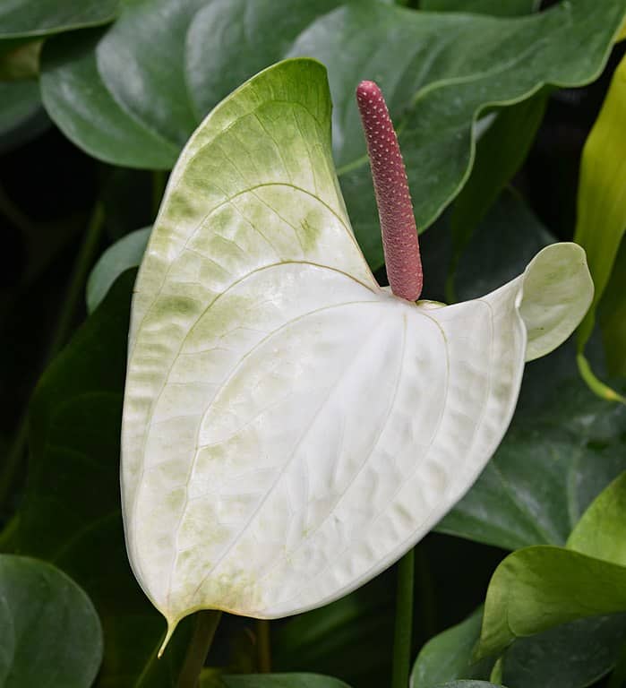 Floweirng spathe in Anthurium