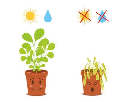 Illustration showing plant in an optimal sunlight and water Vs in extreme sunlight and watering conditions