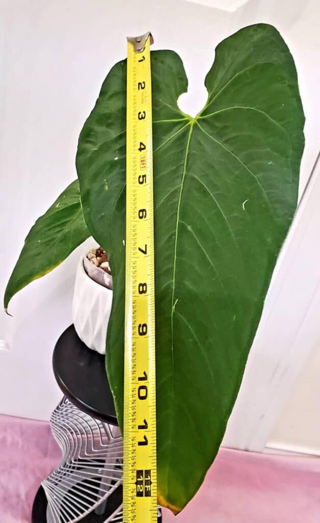 Measuring tape TAKING THE MEASUREMENT of Anthurium metallicum foliage size