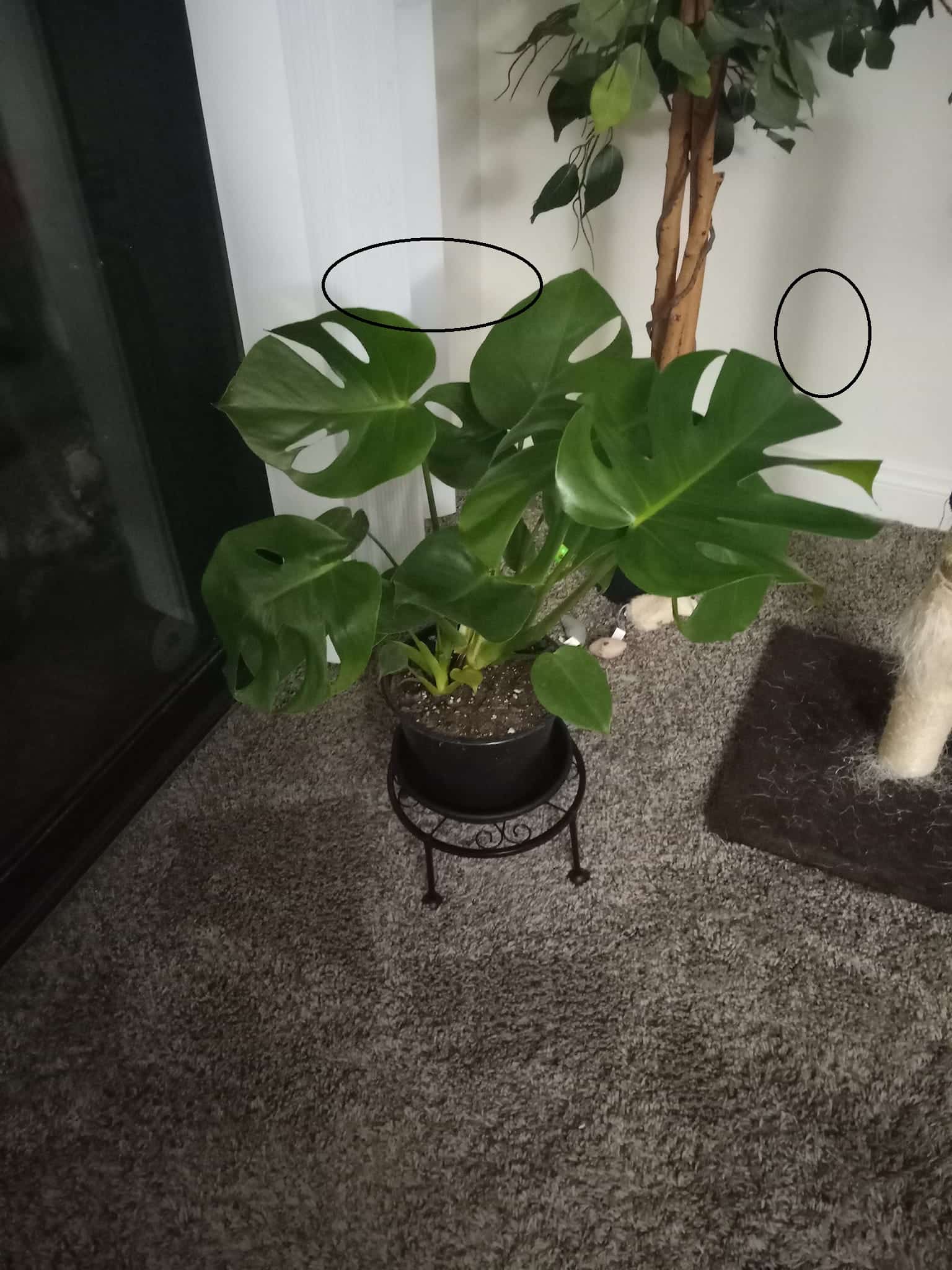 monstera plant indoors