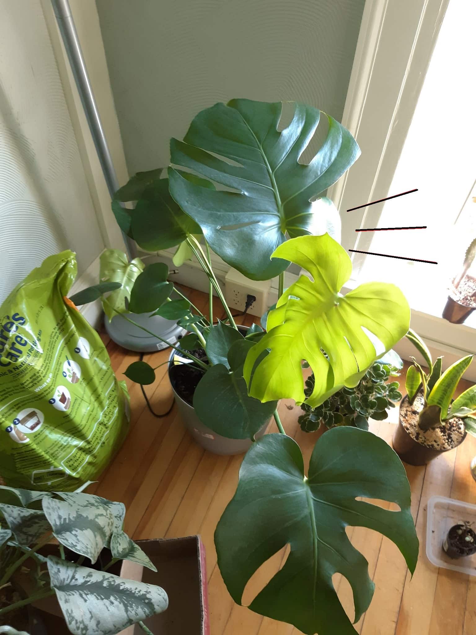 monstera plant near window