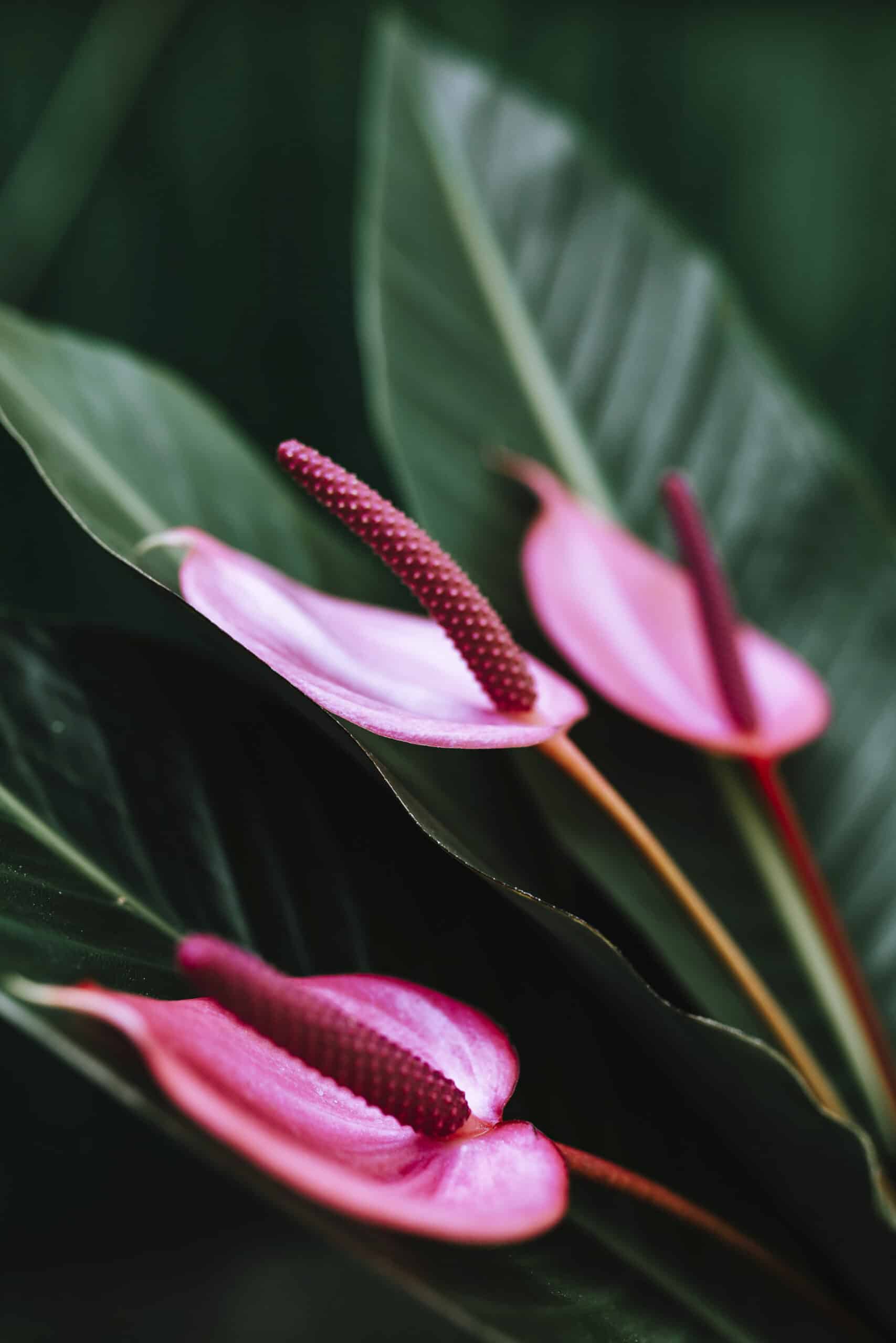 Flowers of Anthurium Plant