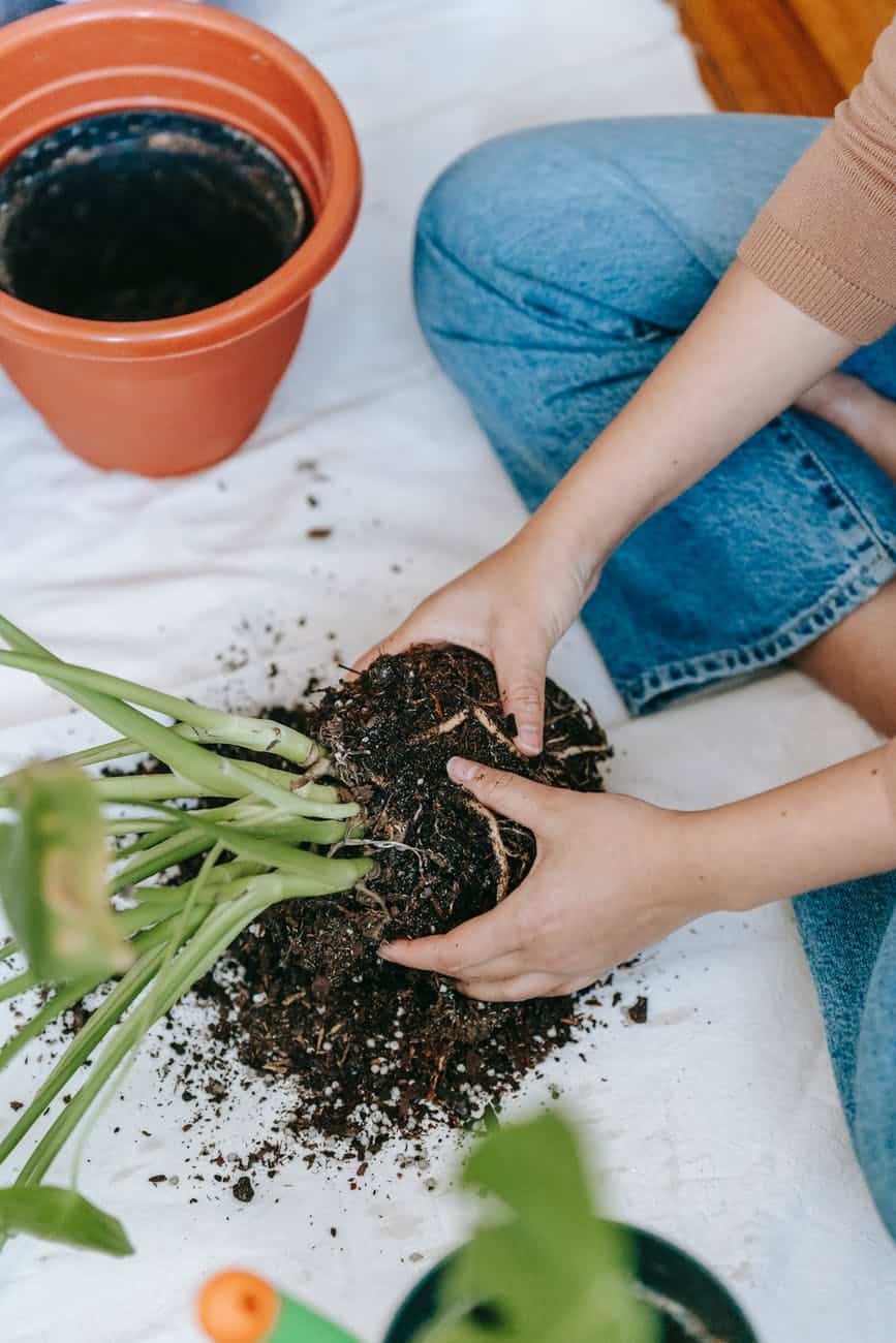 Woman repotting the plant