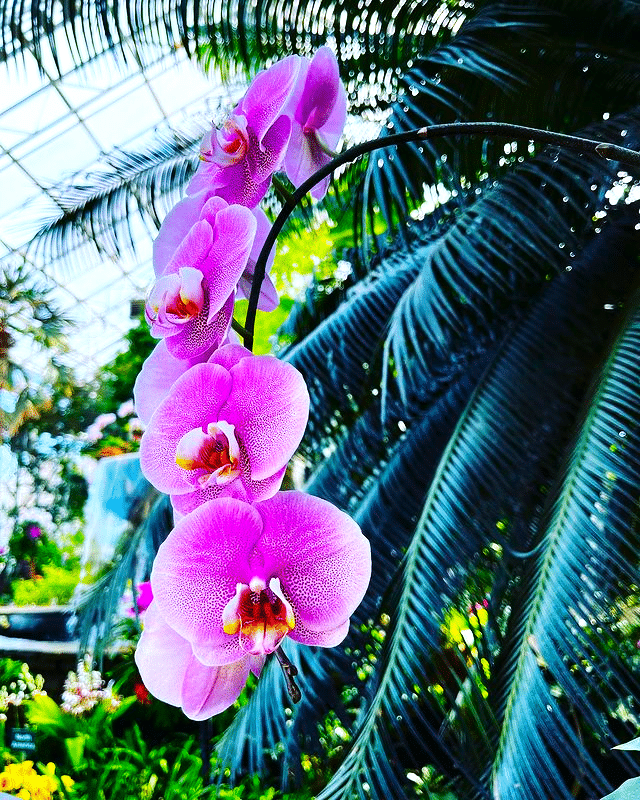 Pink Orchids branch in a green house