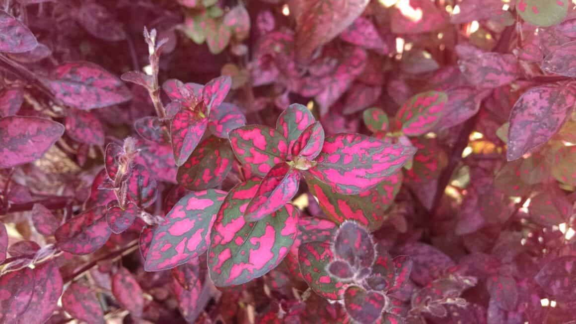 8 Best Polka Dot Plants for Terrarium Plants Craze