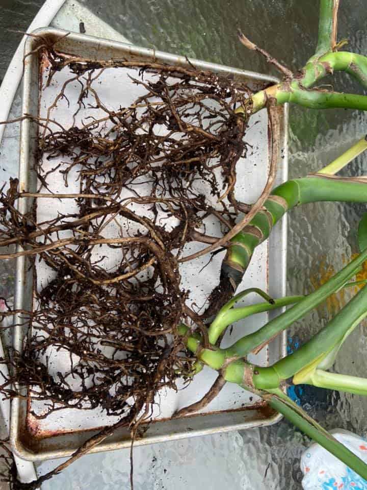 Image represents root rot in Monstera