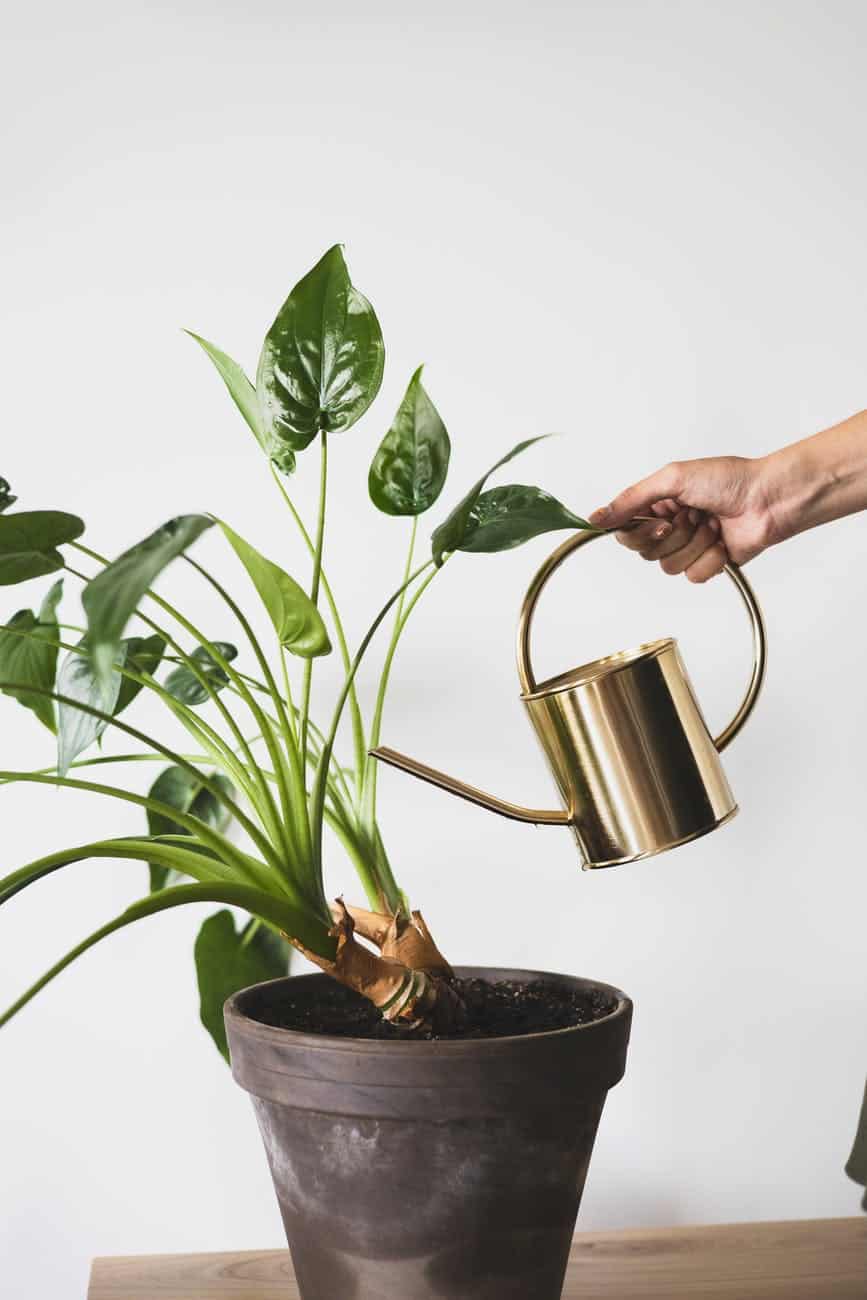 Watering the plant