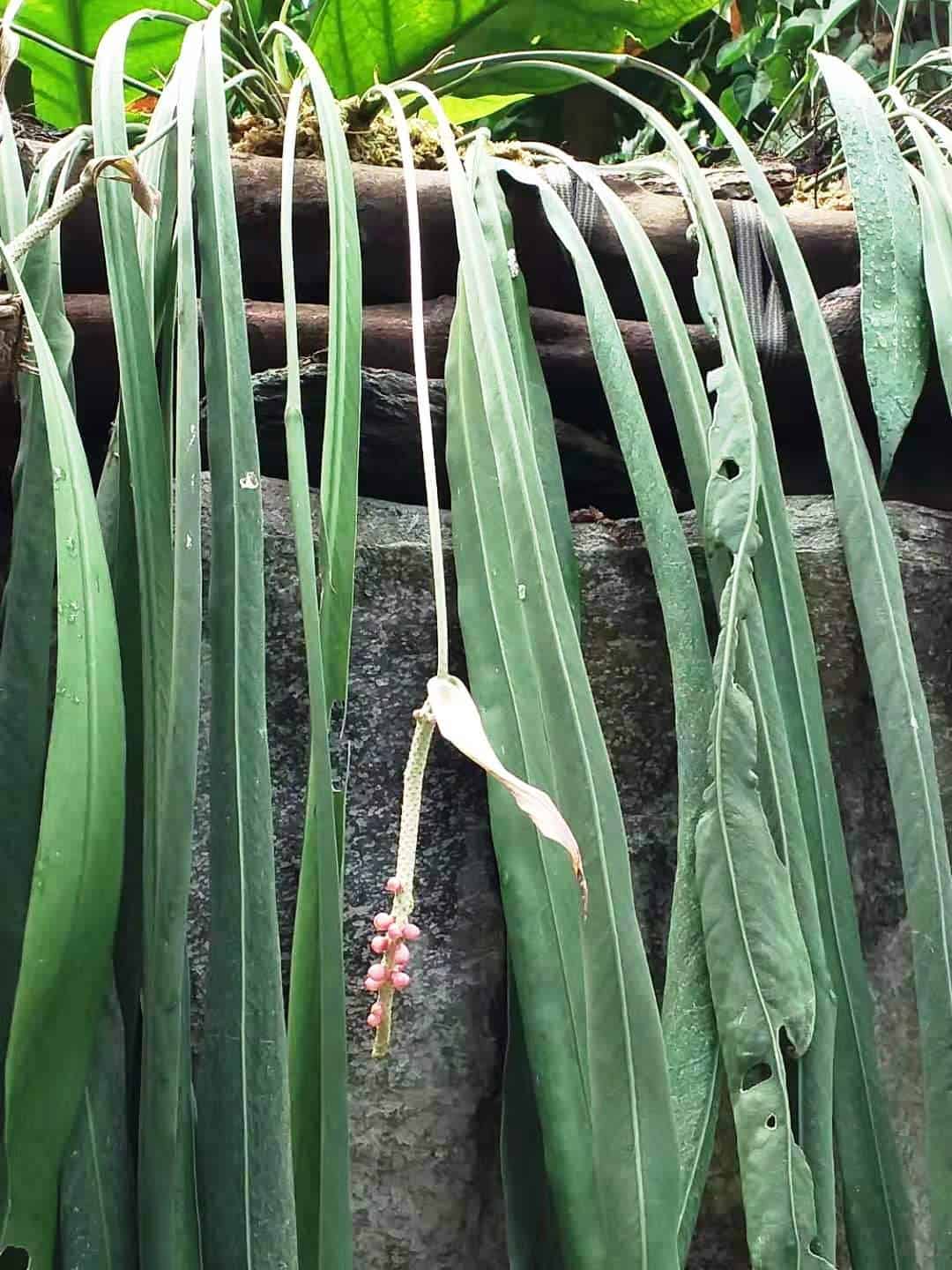 Anthurium wendlingeri