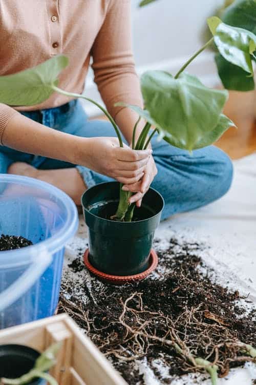 Woman potting and repotting plants