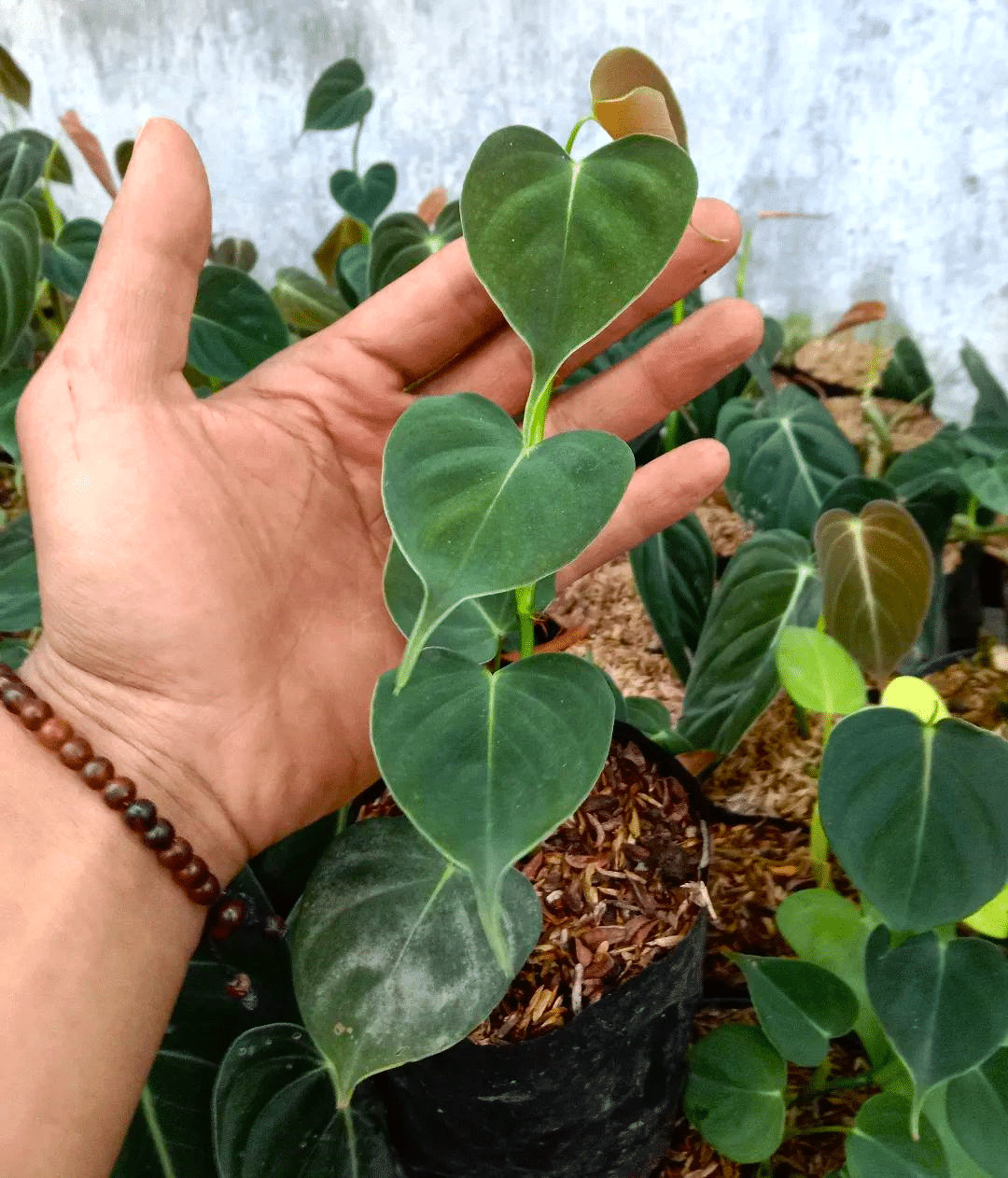 vines of Philodendron lupinum