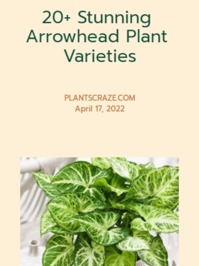 20+ Stunning Arrowhead Plant Varieties