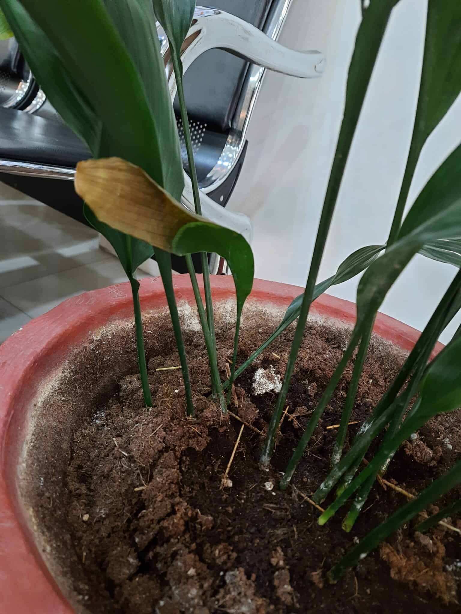 Prayer Plant Leaves Turning Brown [Reasons with their FIX]