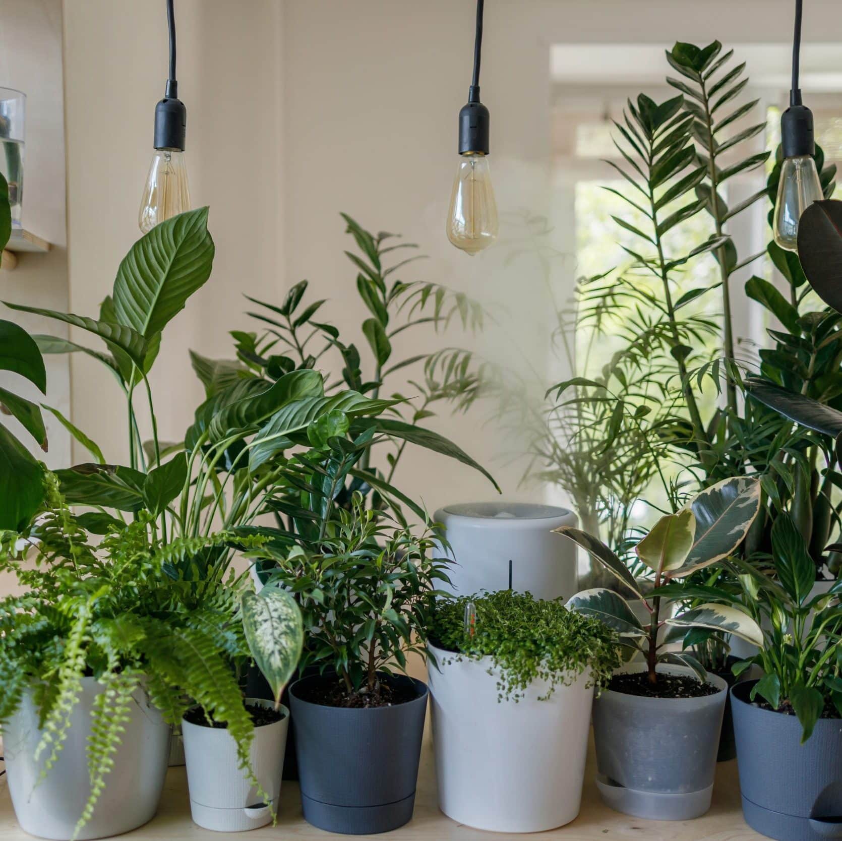 Plants In Bright Indoor Setting