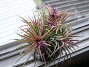 A Healthy Potted Bromeliad 