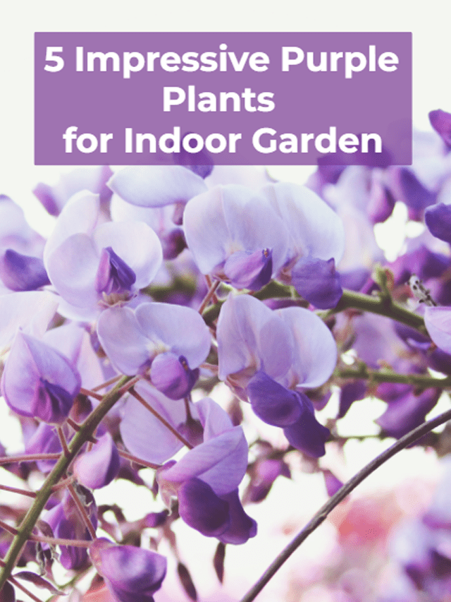 5 Impressive Purple Plants for Indoor Garden