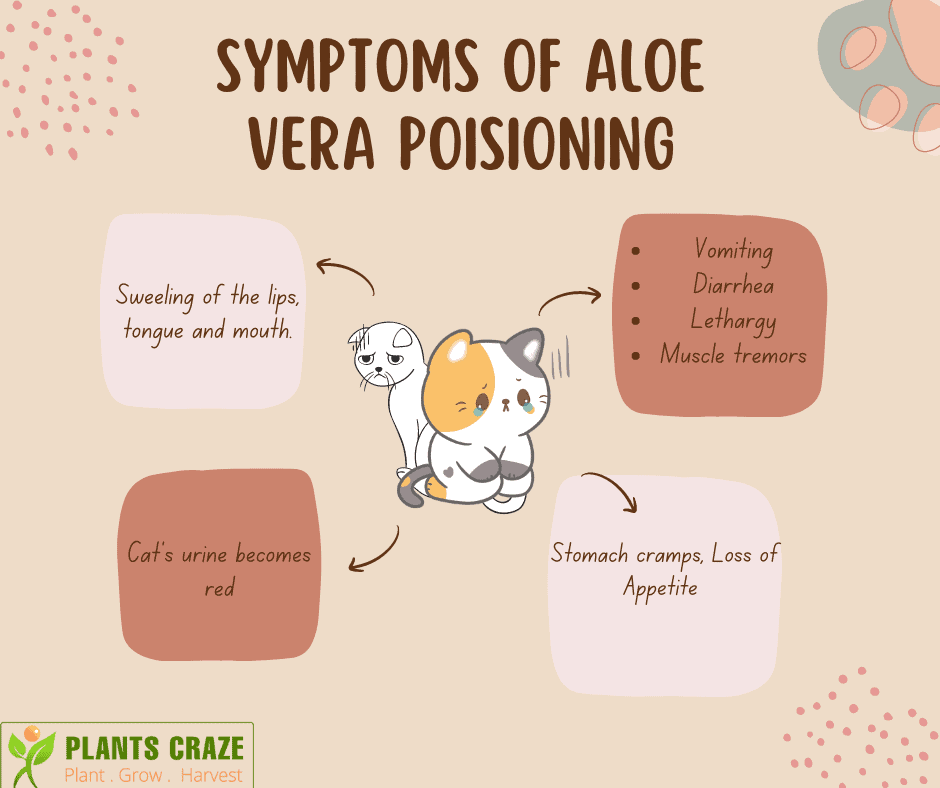 Inforgraphic depicting the different symptoms of Aloe Vera poisioning.