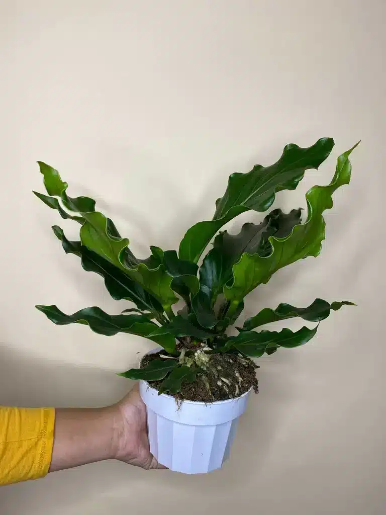 A man holding Anthurium Plowmanii in a pot