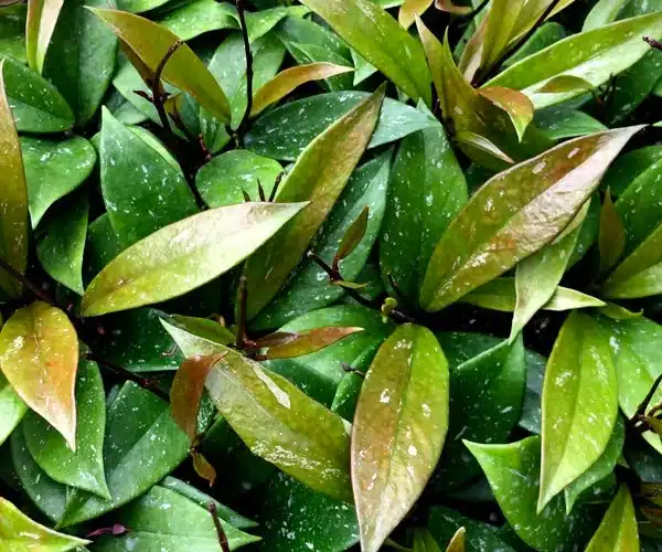 Hoya pubicalyx foliages