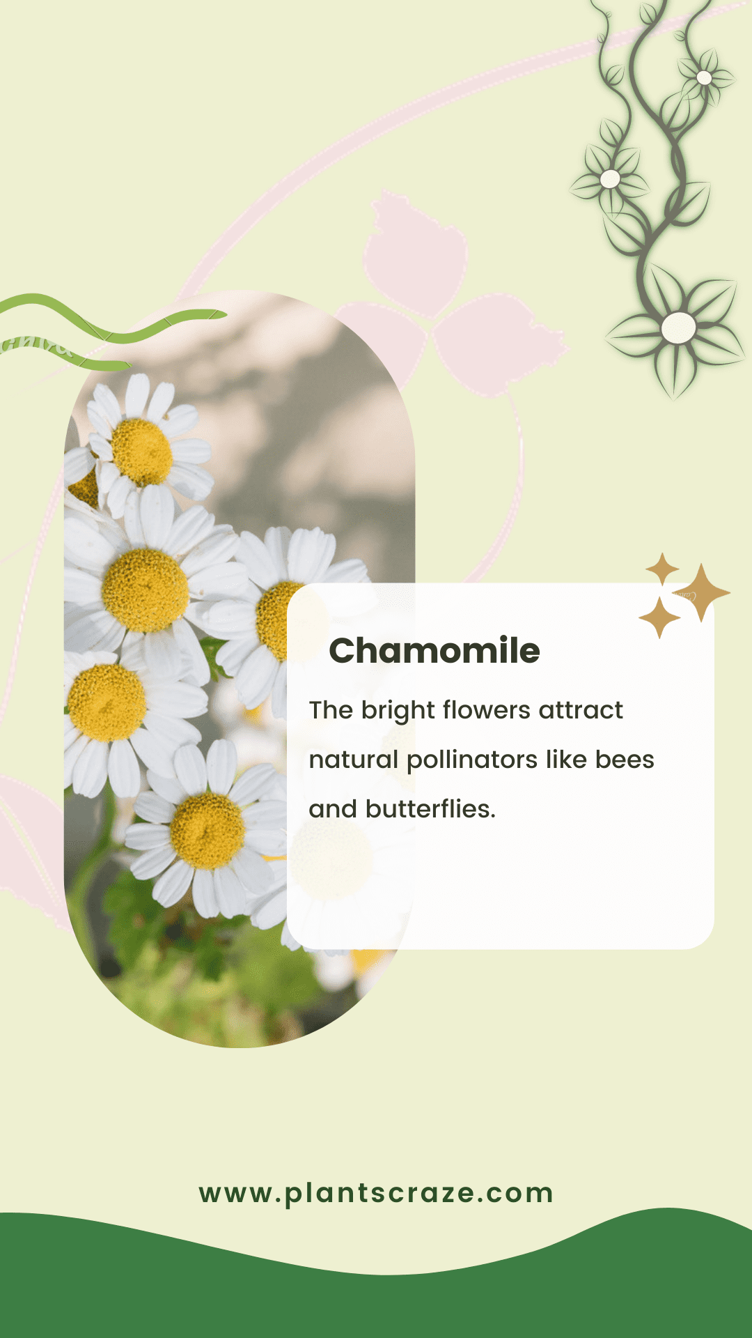 Best Raspberry Companion Plants - Chamomile