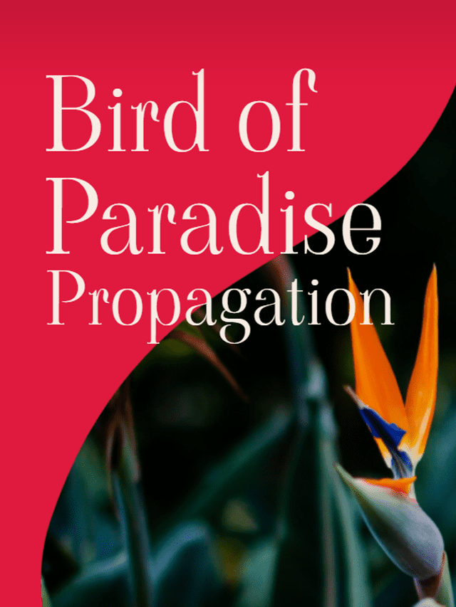 Bird of Paradise Propagation - Plants Craze