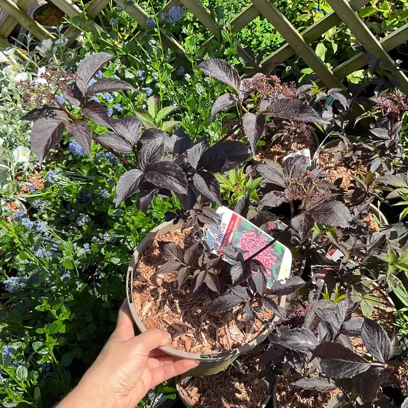 Image represents a potted Elderberry plant under the sun