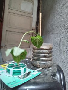 Droopy Caladium 