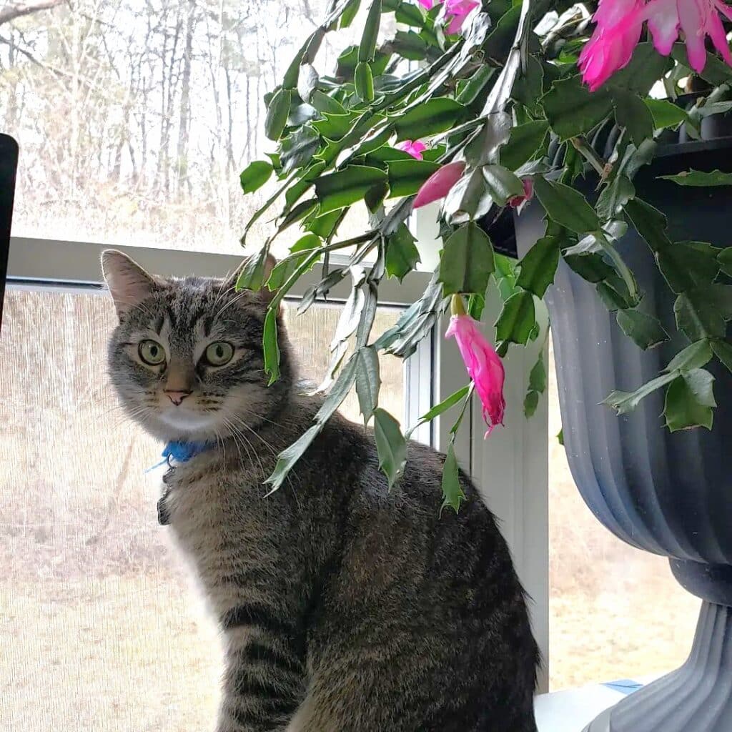 A cat along with Christmas Cactus.