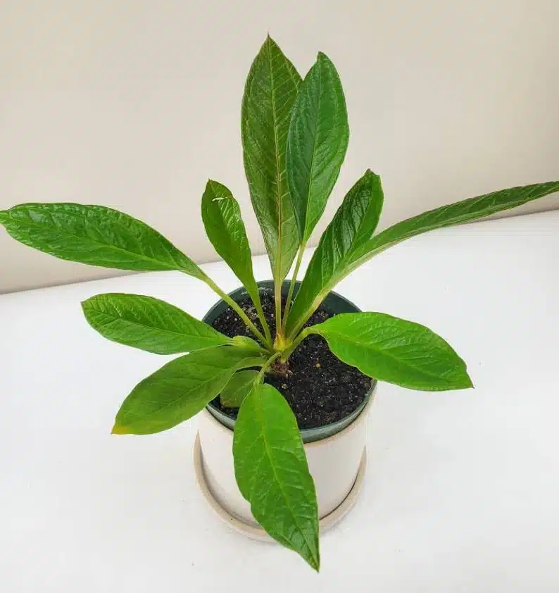 A healthy anthurium cobra in a white pot