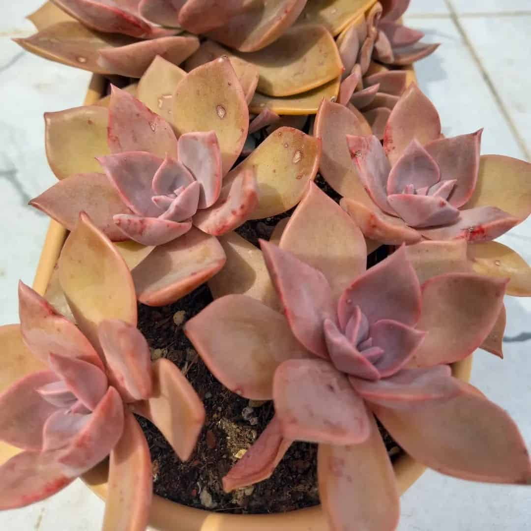 Echeveria Sanyatwe