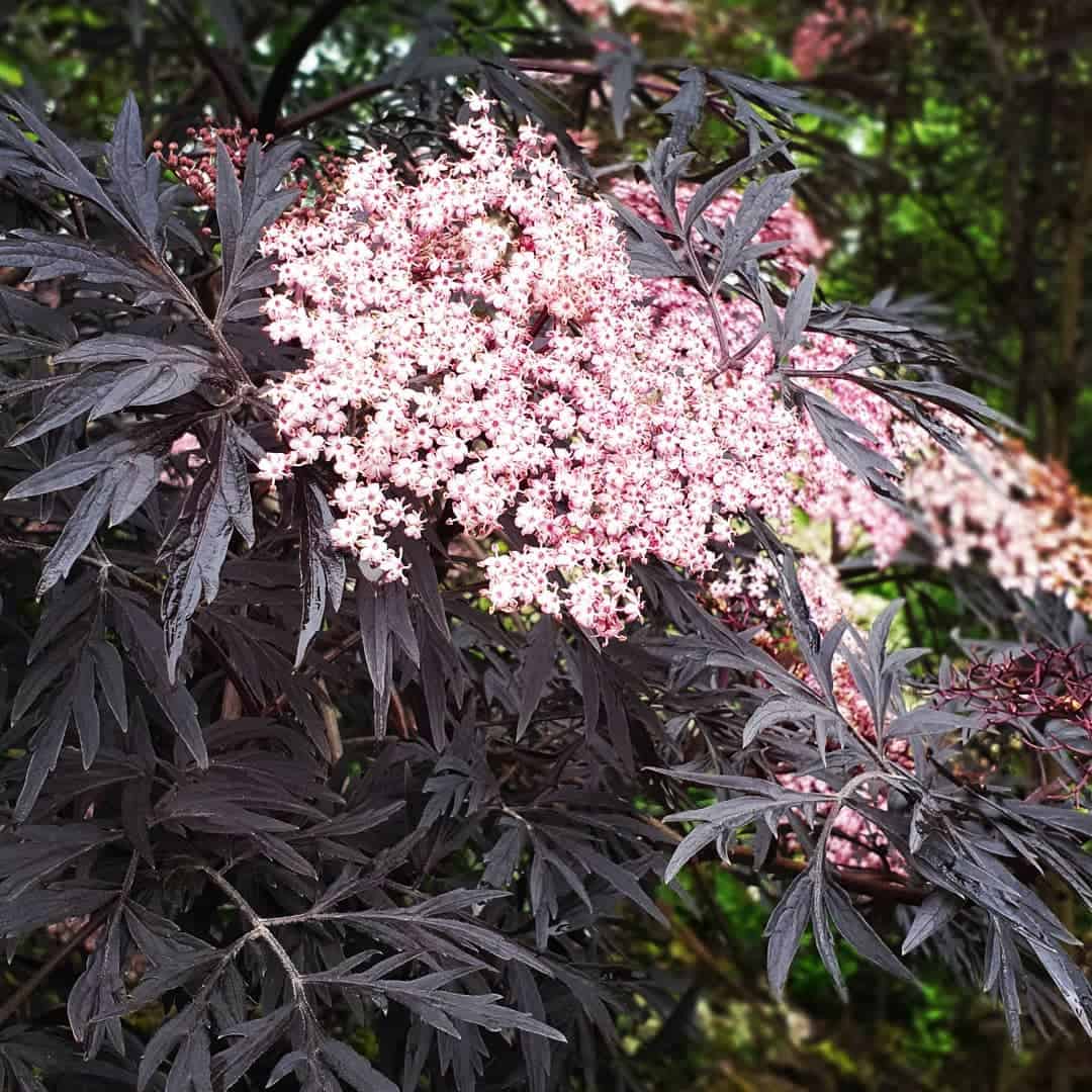 Image represents the flowers of Black Tower Elderberry