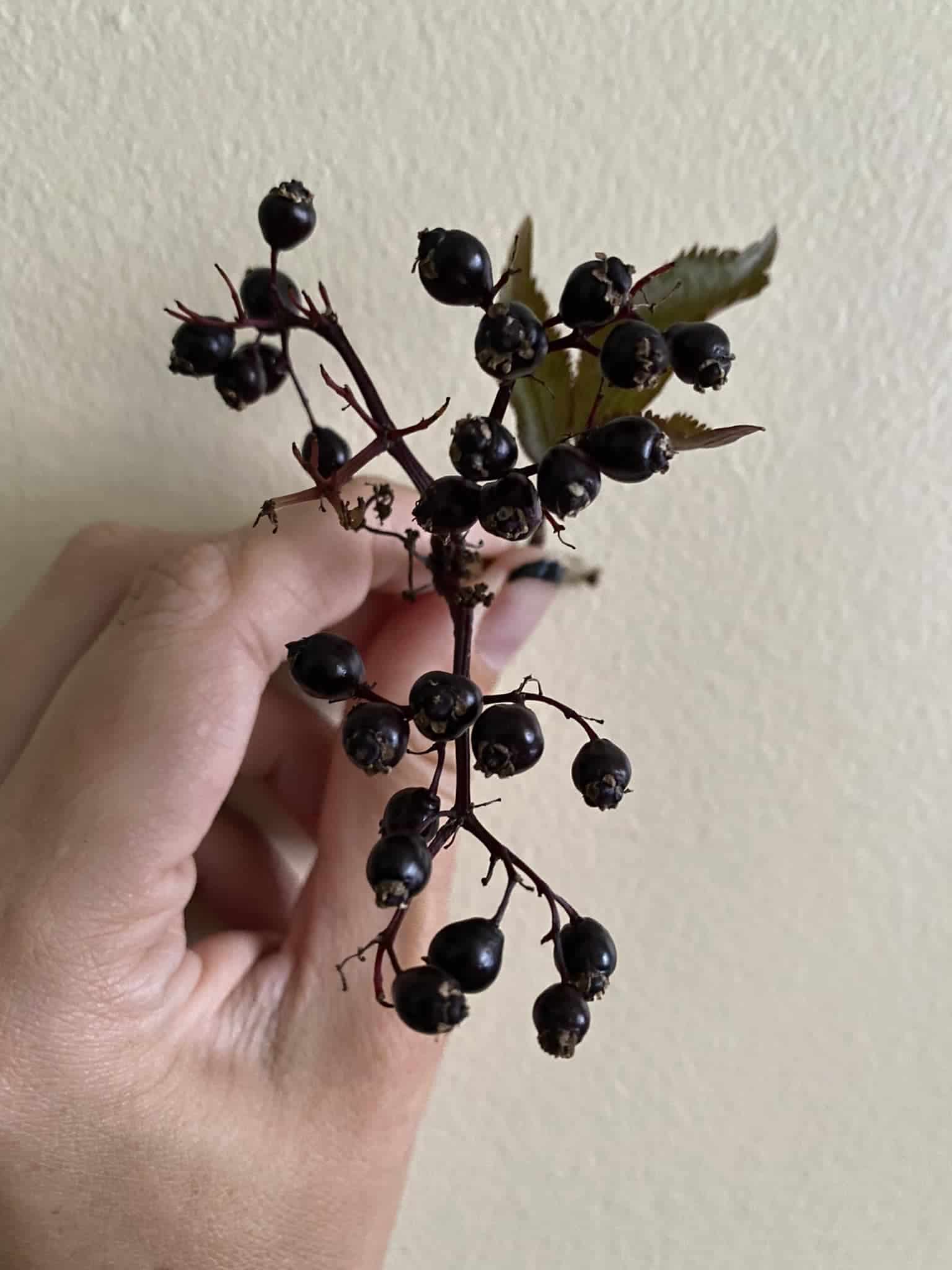 Image represents the fruits of Black Tower Elderberry