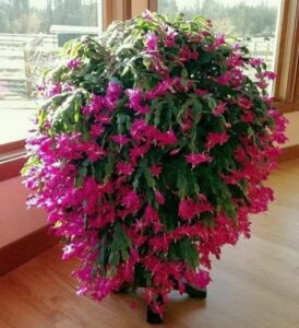 Christmas Cactus light Requirements: A Complete Guide - Plants Craze