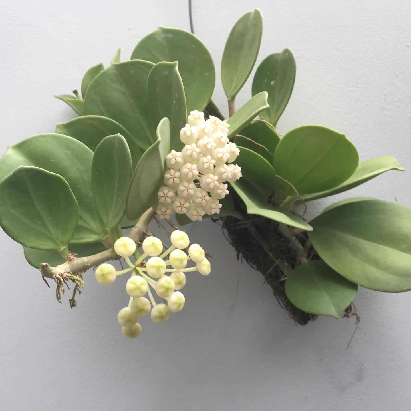 Image represents Hoya Pachyclada plant