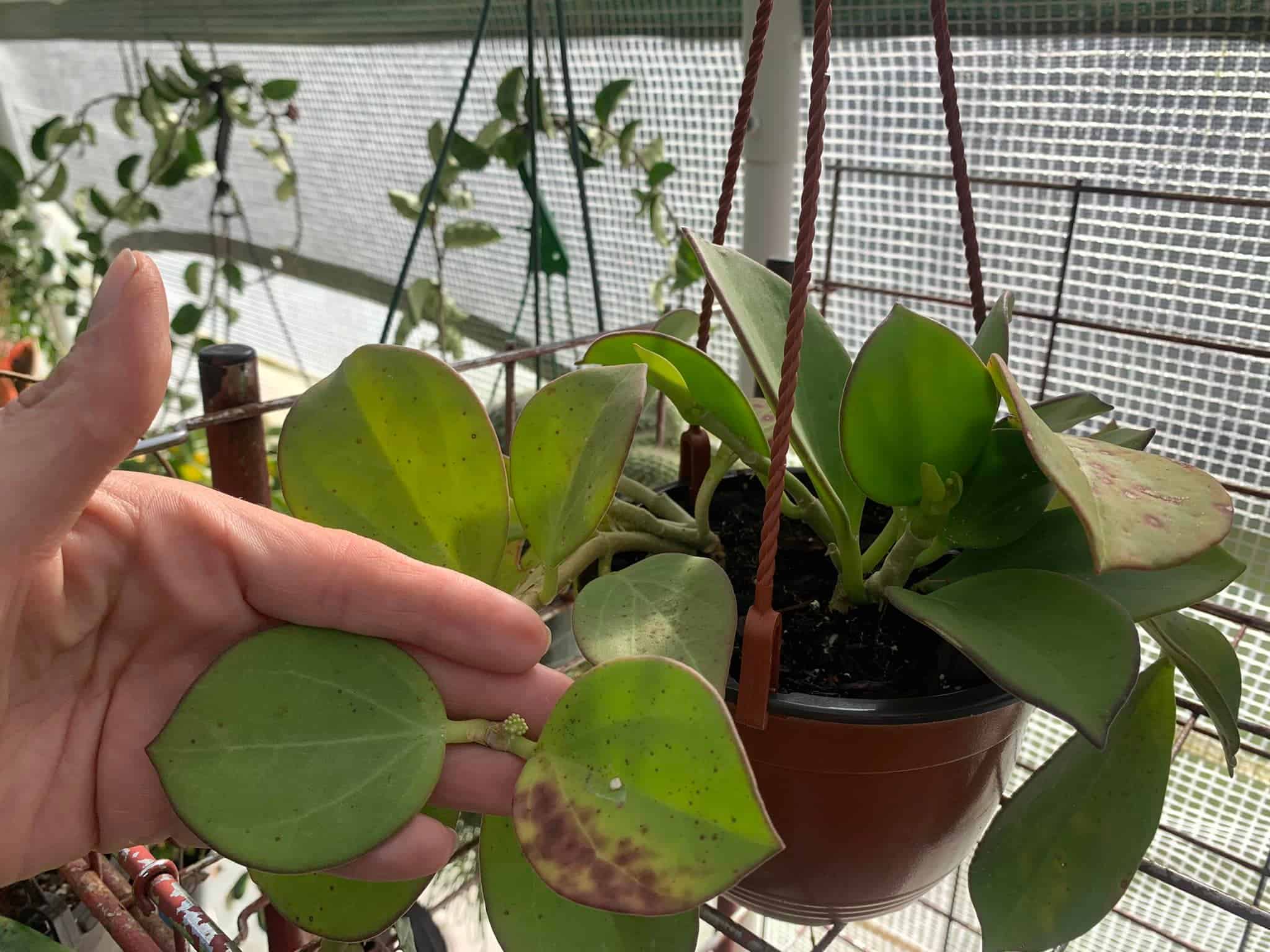 Image represents Hoya plant with damage to the leaves