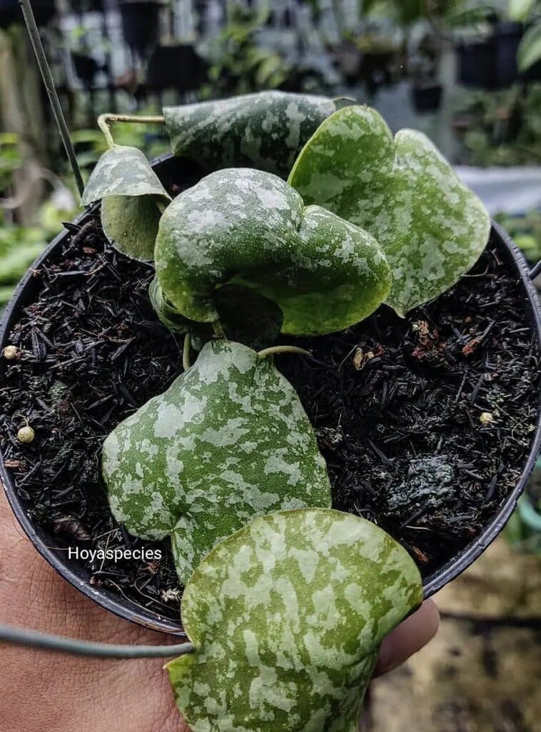 Hoya Imbricata Where To Buy And Care Tips Plants Craze