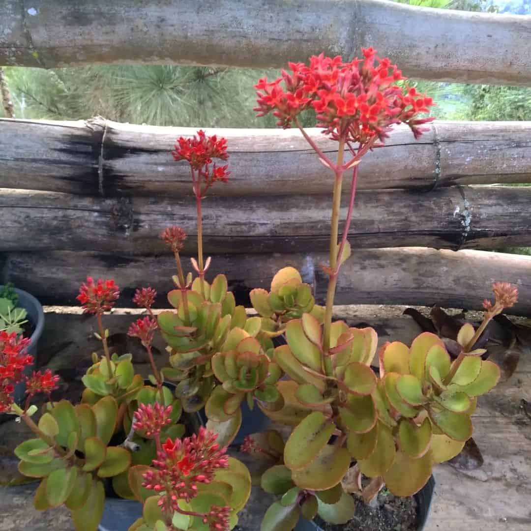 Kalanchoe Blossfeldiana 'Calaniva'