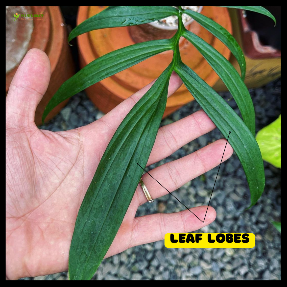 5 Ways You Can Care For Monstera Subpinnata [Updated 2023]