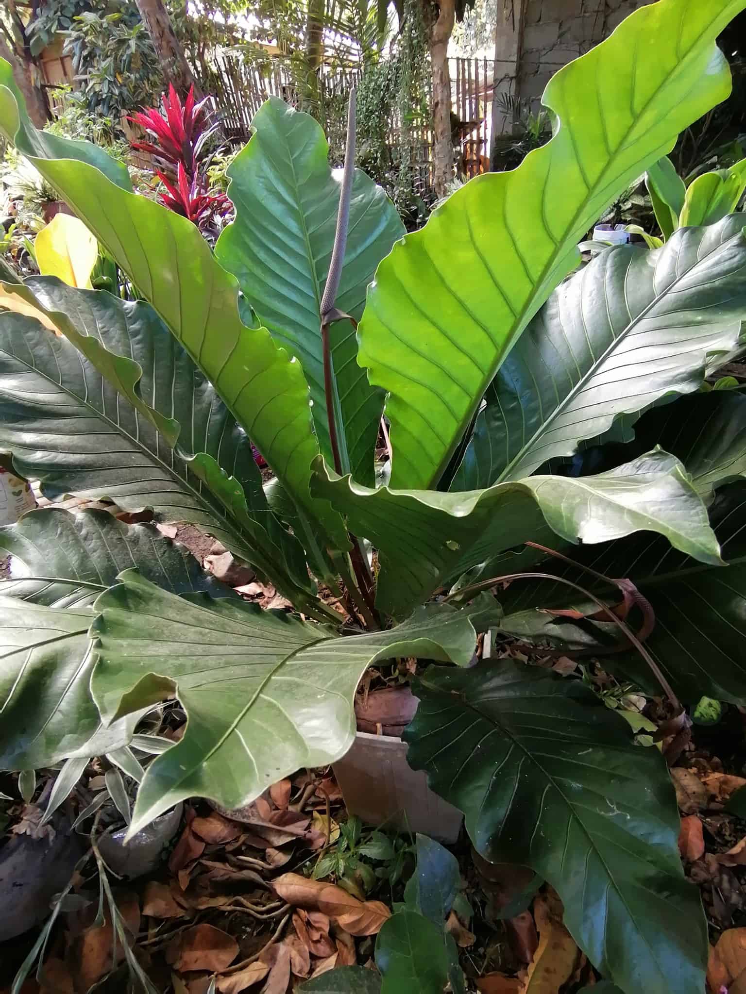 Image represents a potted Anthurium Plowmanii situated outdoors