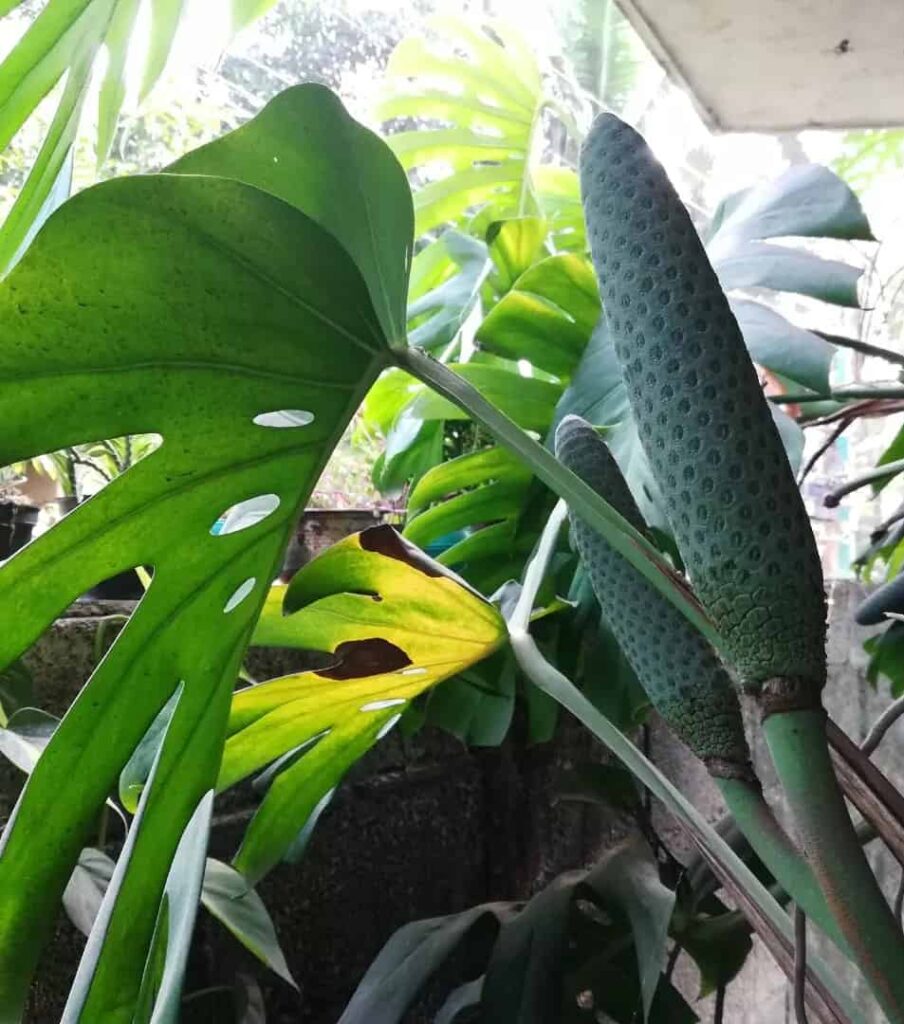 Monstera Toxic to Dogs [Symptoms, First Aid and Recovery Tips]