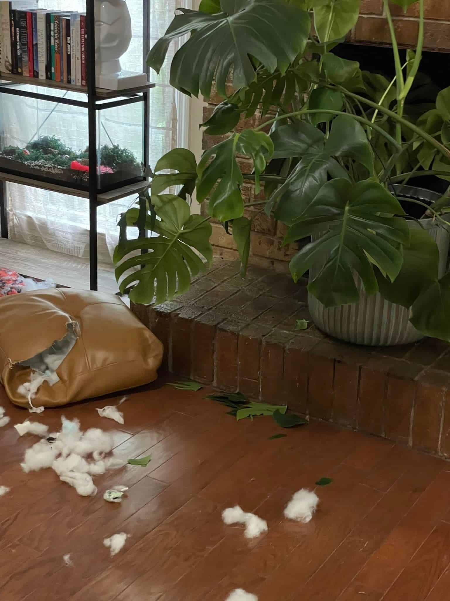 Monstera Toxic to Dogs [Symptoms, First Aid and Recovery Tips]