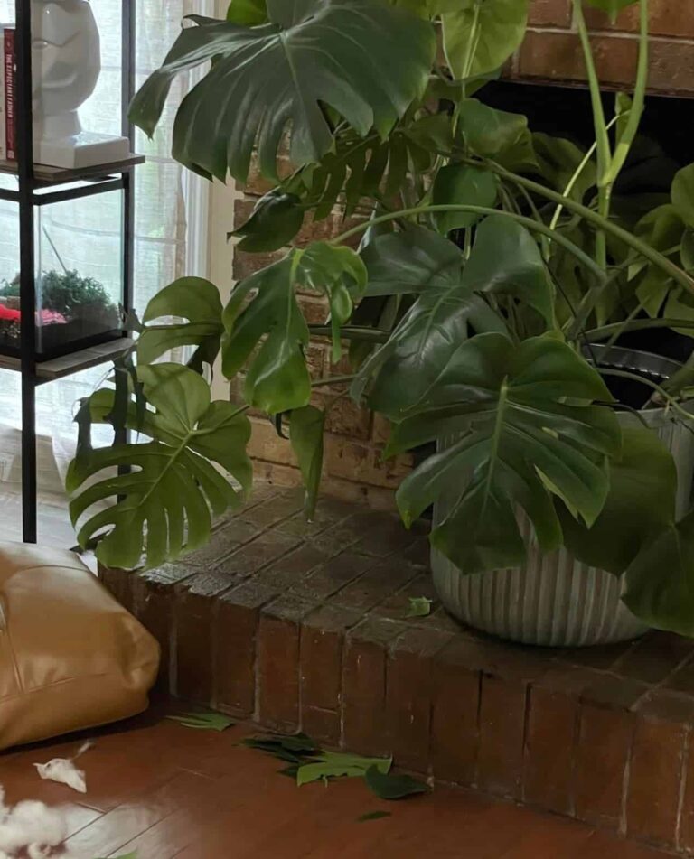 Monstera Toxic to Dogs [Symptoms, First Aid and Recovery Tips]