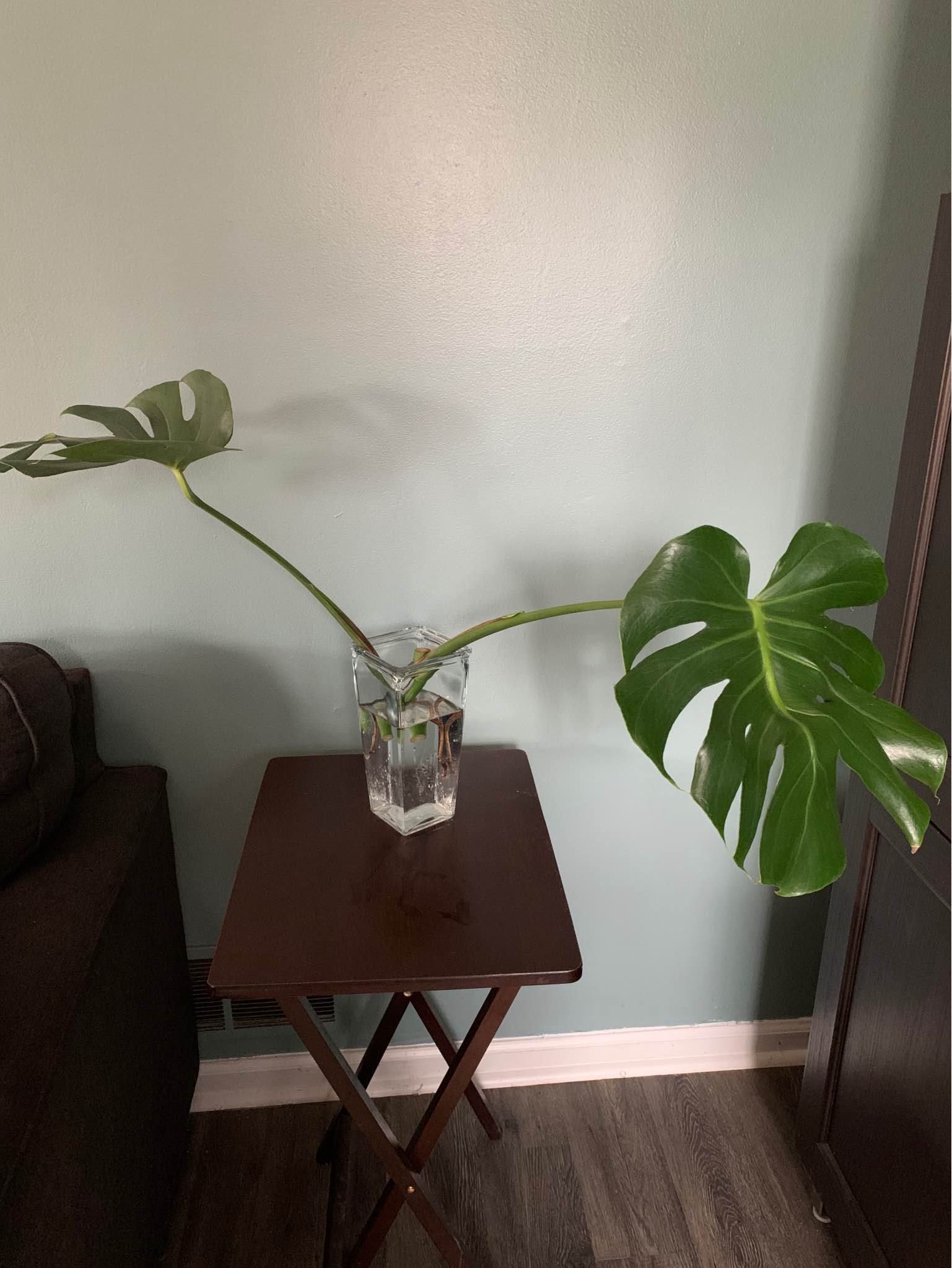 Image represents Monstera leaf cutting in water