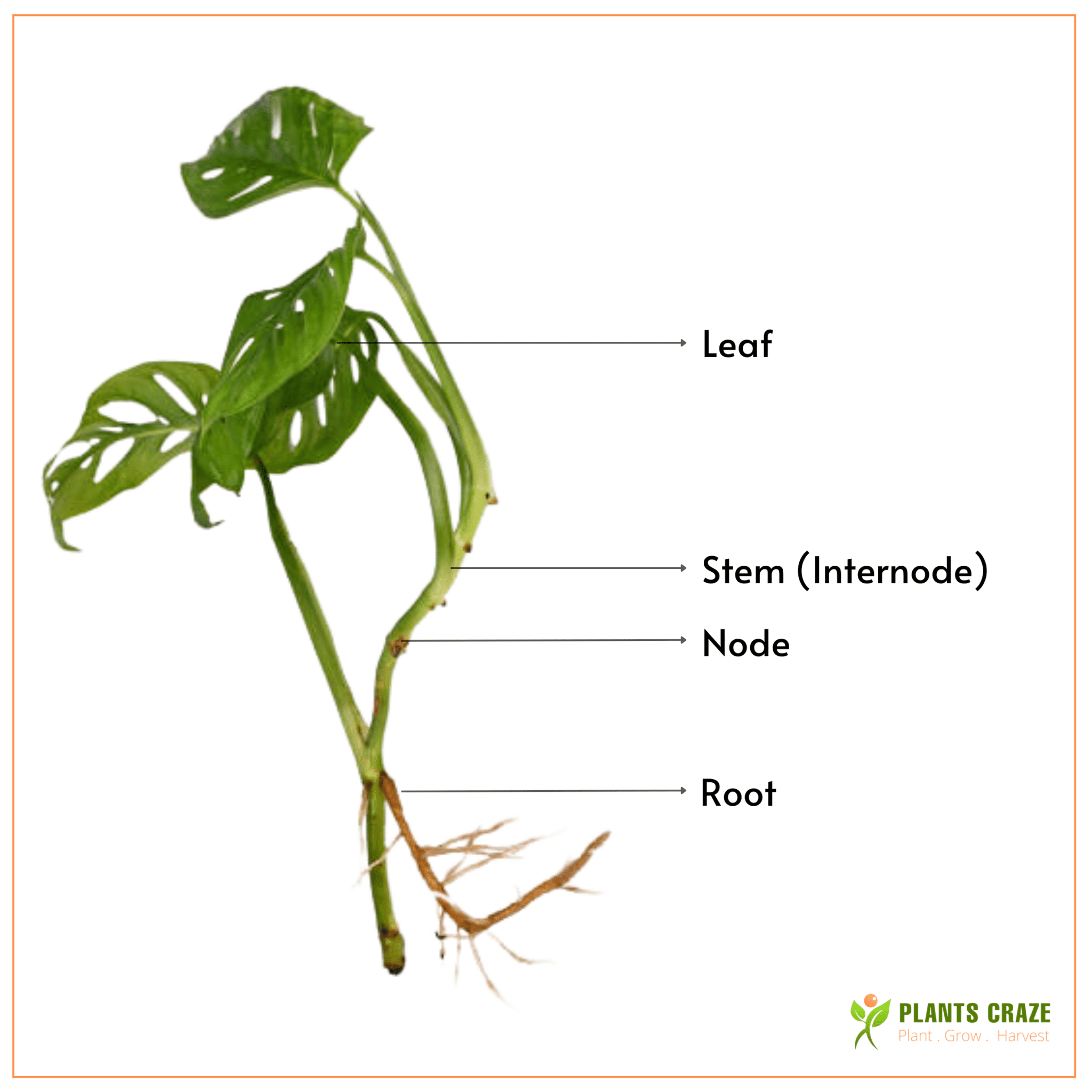 Image illustrates different parts of Monstera