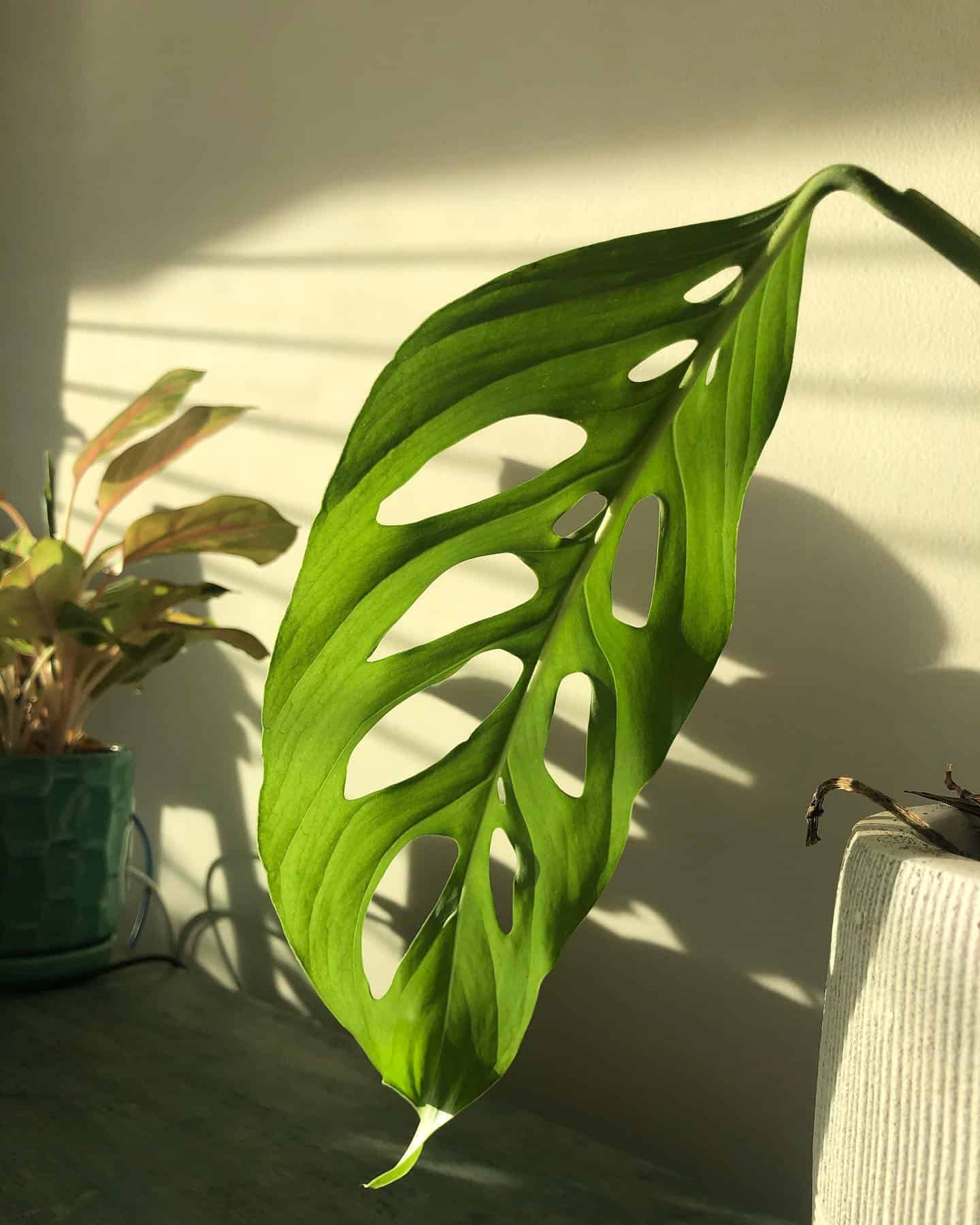 Overwatered Monstera: What Should I do? - Plants Craze