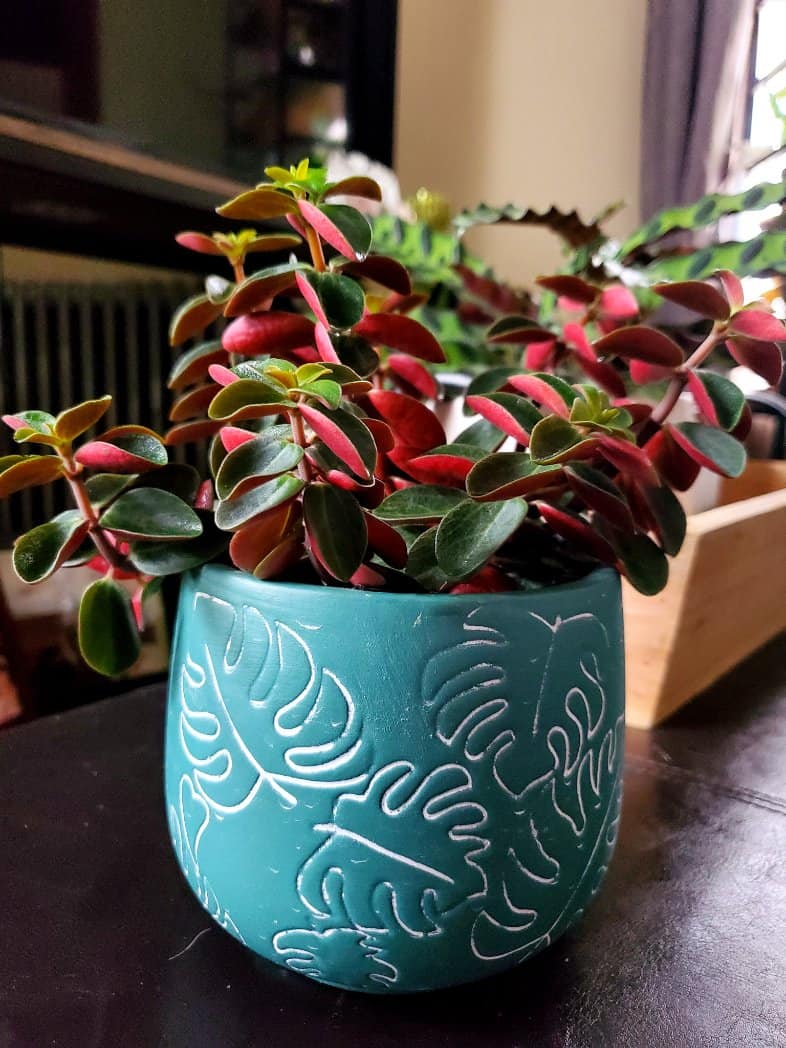 A blue ceramic pot is lying over a table with the leaves of Peperomia verticillata.